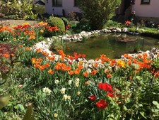Tulpenzwiebeln orange gelb - 10, tulpenzwiebeln,