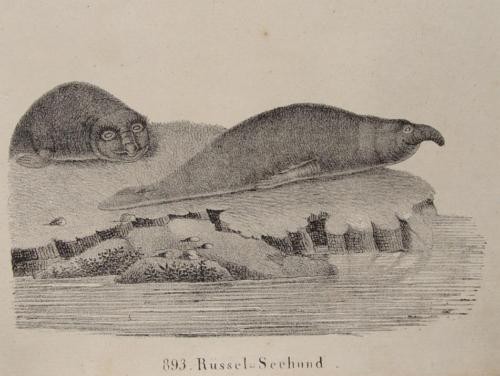Robbe see elefant - see-elefant, seehund