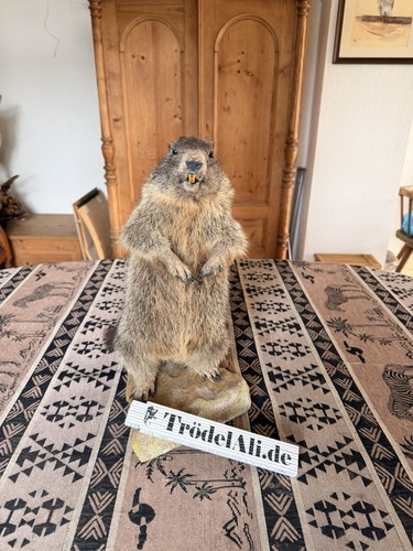 Murmeltier präparat - murmeltier,
