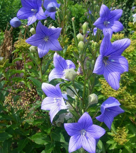 Samen winterharte gartenblume - winterharte,
