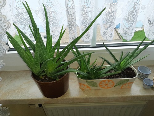 Aloe vera ableger - vera,