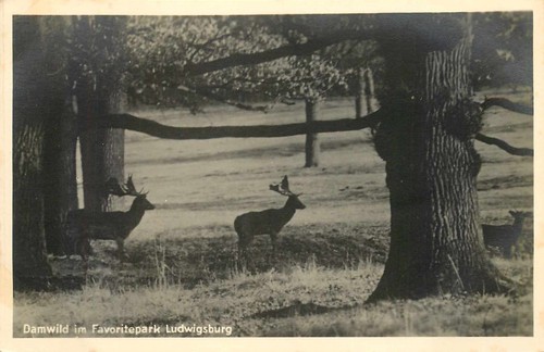 Damwild im favoritepark - ak,