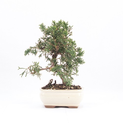 Bonsai chinesischer wacholder - chinesischer,