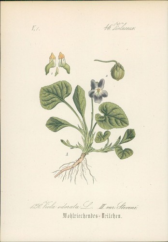 Chromolithographie - ,