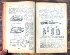 Regensburger Kochbuch, 1893