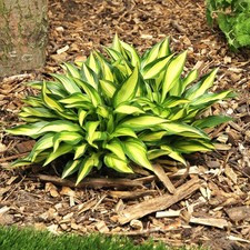 Funkie Hosta Knolle