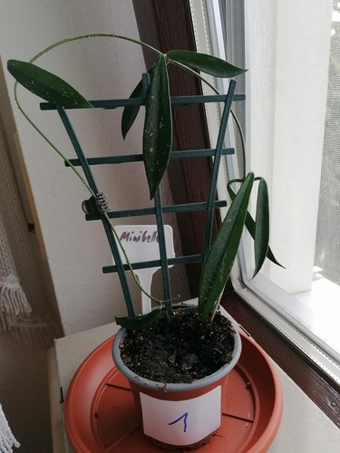 Wunderschöne hoya minibelle - wunderschöne,