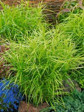 Carex muskingumensis 'Silberstreif', Palmwedel-Segge, 3-5 Liter Container