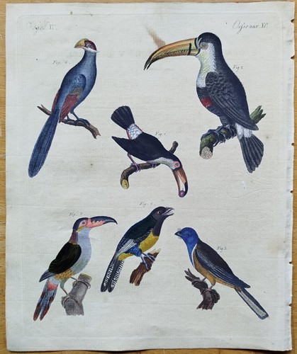 Vögel tukan trogon musaphaga - vögel,