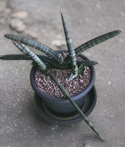 Sansevieria skyline - sansevieria,