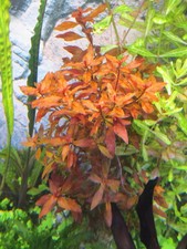 Aquarium Wasser Pflanze