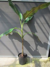 Musa sikkimensis 'red tiger' -