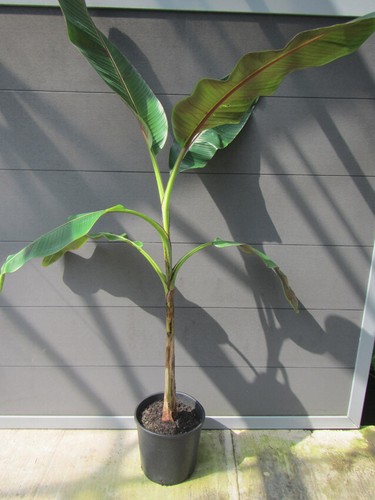 Musa sikkimensis red - tiger',