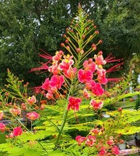 15 seeds Pink Caesalpinia