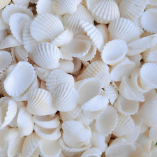 Muscheln Deko, 150 Stück