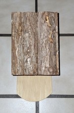 Schönes Eichhörnchen