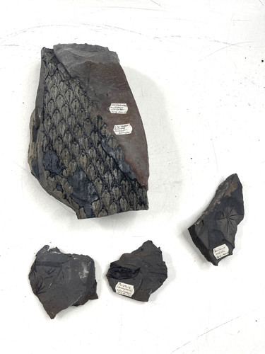 Sammlung steine fossilien - steine,