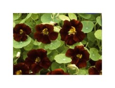 10x Kapuzinerkresse Theodore Black Velvet niedrig Garten Pflanzen - Samen KS220