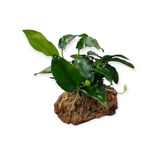 Anubias barteri var. nana auf Stein (ca. 7 bis 15cm) Aquarium Pflanze