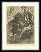 Kopf eines Orang Utans Specht Menschenaffen Dschungel Gesicht  Faksimile_E 15321