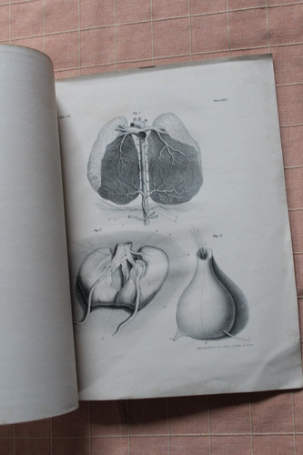 Beiträge zur pathologischen
