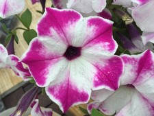 30 Samen Petunien Weiß Lila