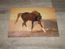 Pferdekarte, Arabisches Pferd, Vollblutaraber