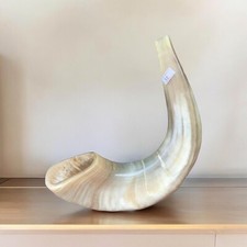 Widder Schofar Horn koscher poliert 40-45 cm Judaica