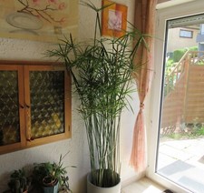 Cyperus Papyrus 2x gesunde Ableger der Großen Wasserpalme Zyperngras