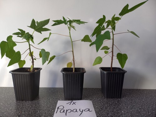 Papaya und