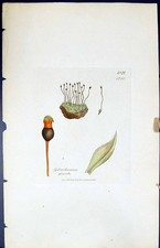 Antiker alter Druck Splachnum