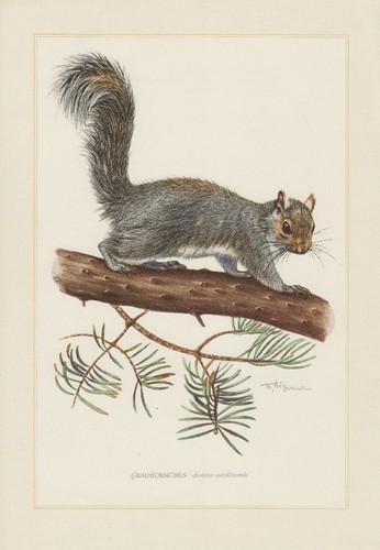 Grauhörnchen sciurus - grauhörnchen,