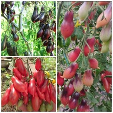 Томат Kumquat Pink Opal  семена Tomate Seeds Samen