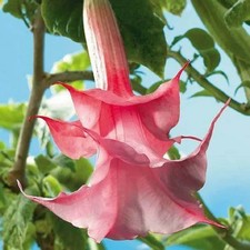 SAMEN ENGELSTROMPETE  BRUGMANSIA DOPPELT ROSA DATURA 10 STÜCK