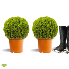 2 Stück Buchsbaum Kugel