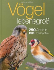 Sterry: Vögel lebensgroß 250