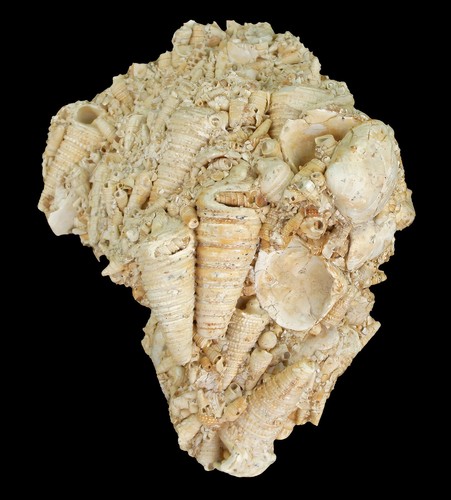 Oligozän schaustufe mit - oligozän,