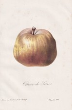 Pear Birne poire Olivier de Serres botany Botanik Lithographie Cherpin 1865
