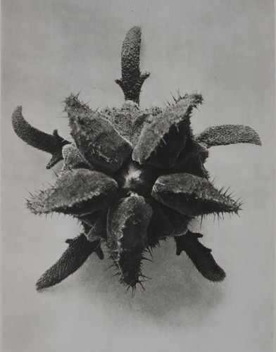 1942 original druckfoto - 1942,