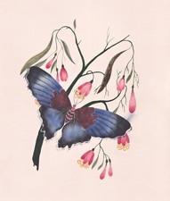 Schmetterling mit Pflanze