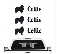 Collie Langhaarcollie