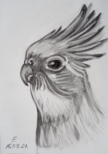 Original zeichnung corella - original,