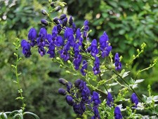 Blauer Eisenhut  , Sommerblüher, heimische Art - Co. 2,7 L