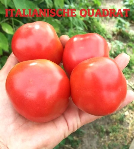 Tomatensamen fleischtomaten - tomatensamen,