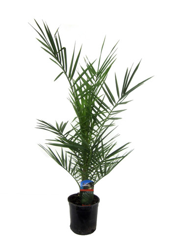Phoenix canariensis cm - -,