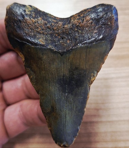 Usa megalodon zahn tooth tand - usa,
