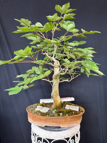 Bergahorn bonsai prebonsai - bergahorn,
