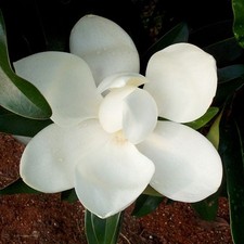 Großblumige Magnolie Alta