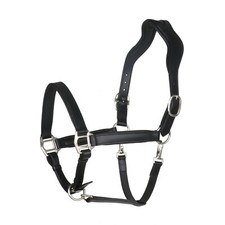 BergReiter anatomisches