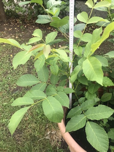 Echte walnuss juglans - walnuss,